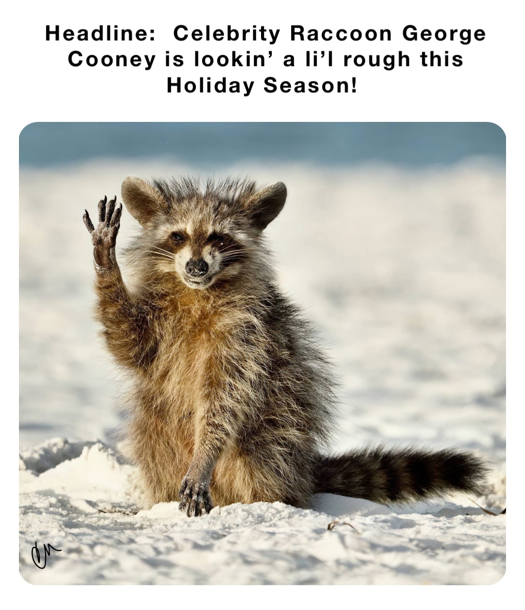 Headline:  Celebrity Raccoon George Cooney is lookin’ a li’l rough this Holiday Season!