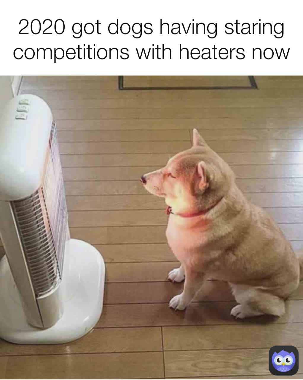 2020 got dogs having staring competitions with heaters now