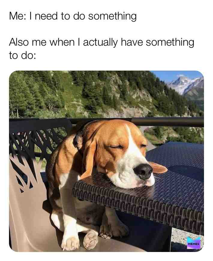 #dank memes #memes #relatable #same #dogmemes #doggo #dogs #cute #beagle #petmemes