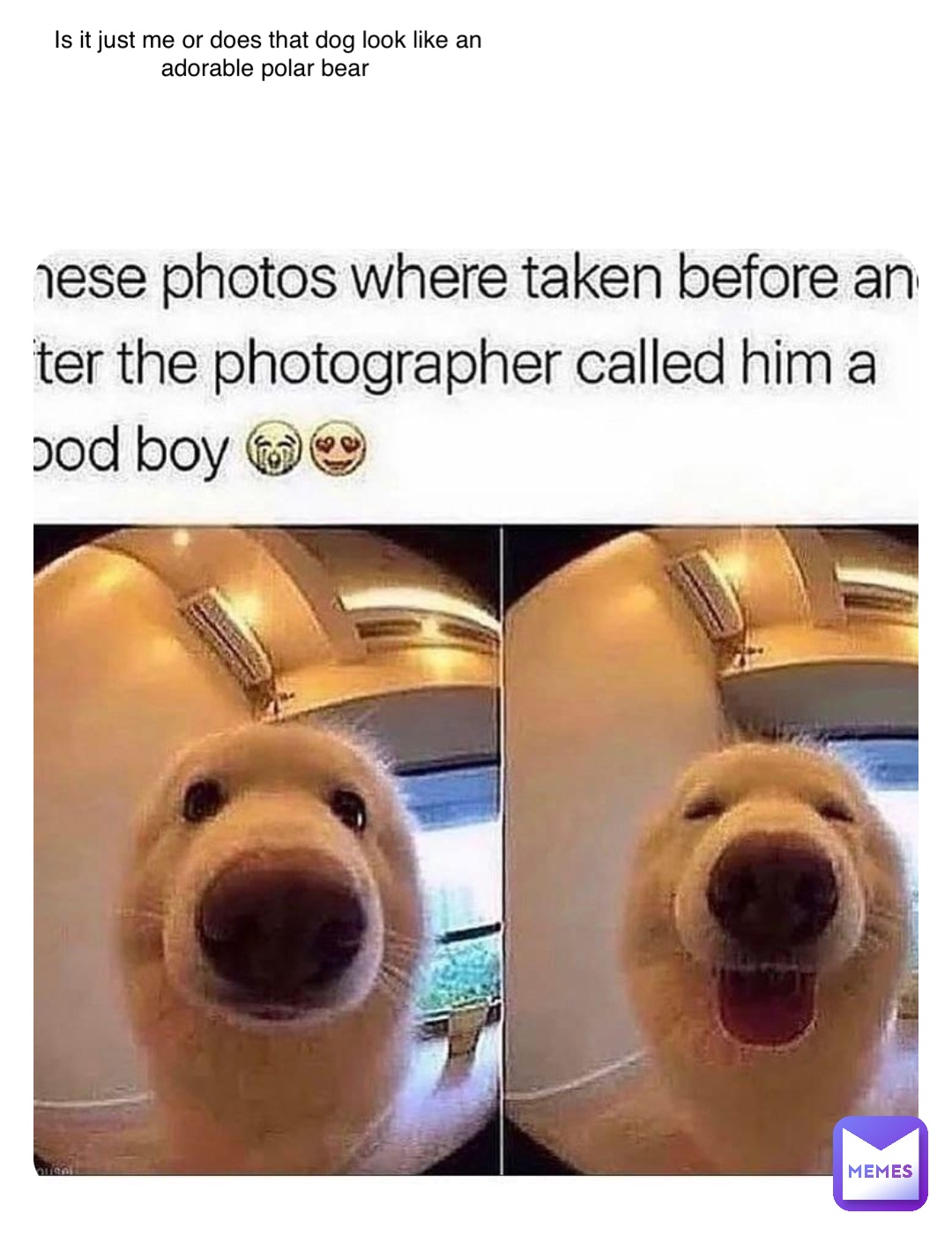 Double tap to edit Is it just me or does that dog look like an adorable polar bear