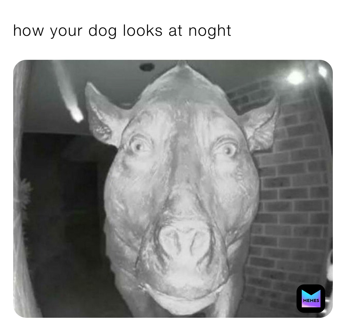 how your dog looks at noght