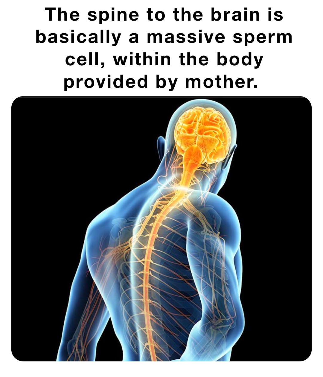 The spine to the brain is basically a massive sperm cell, within the