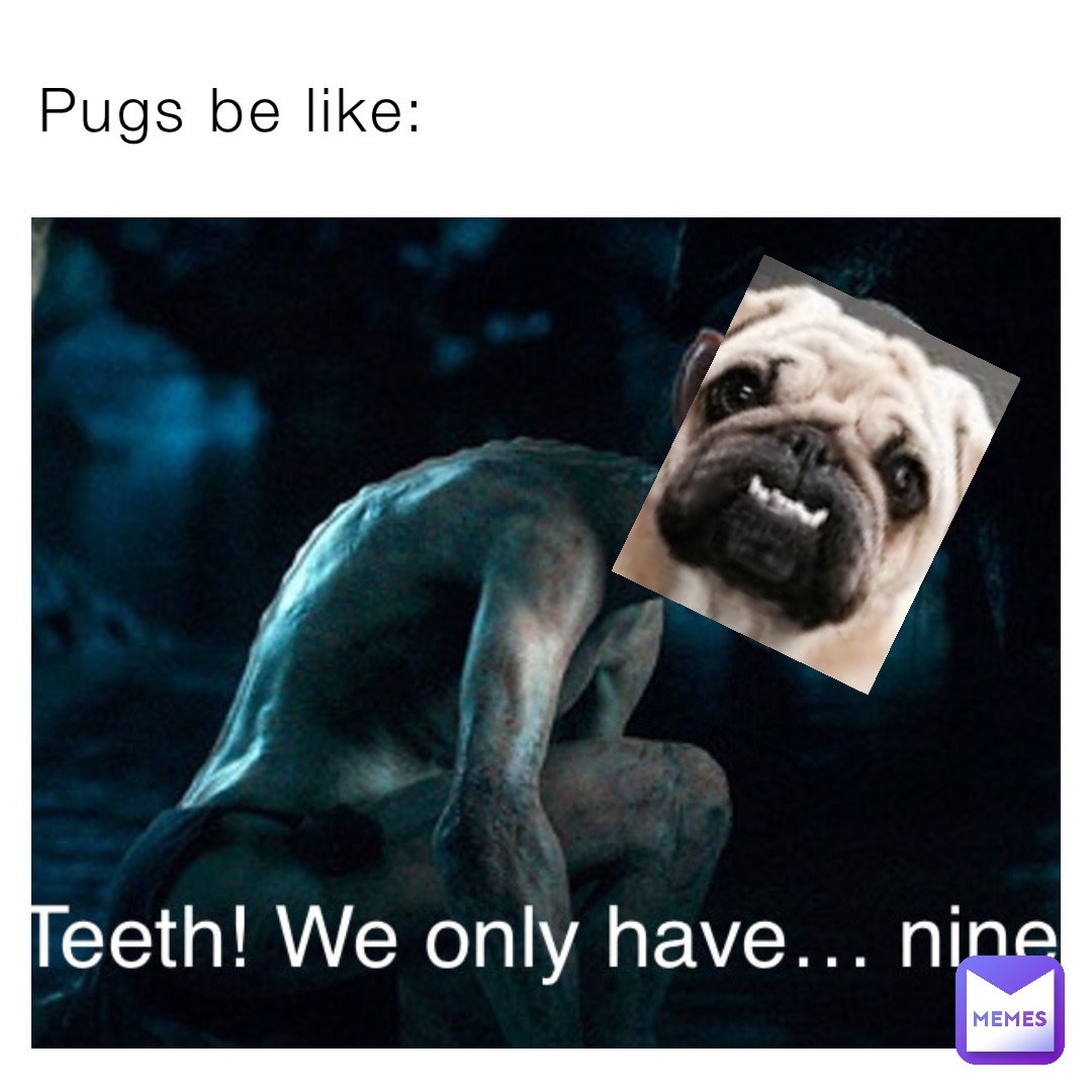 Pugs be like:
