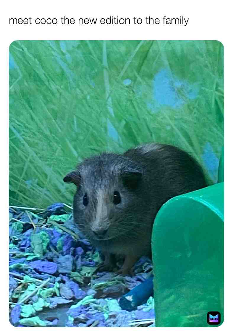 #hamster #pet #petstore