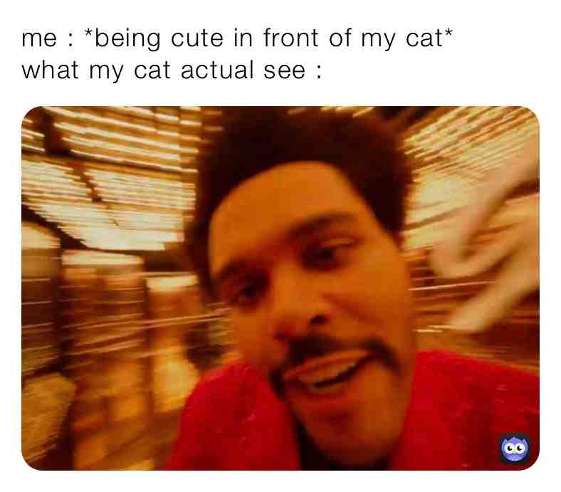 Embarzzing #funny #relateable #genz #cat #catmemes #funnymemes #idk