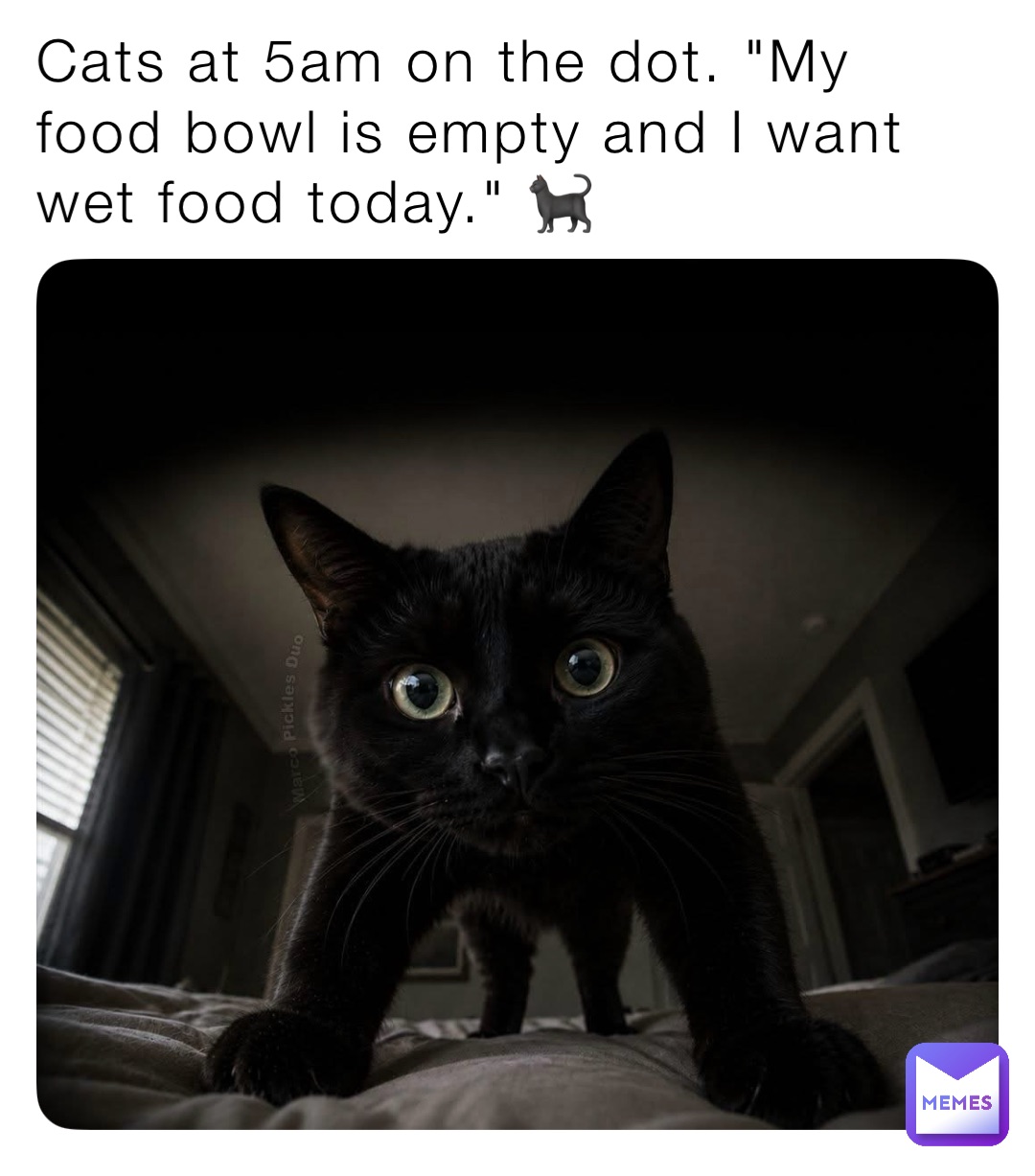 #relateable #cats #catmemes #pets