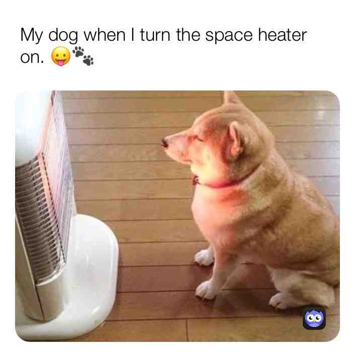  #PetMemes