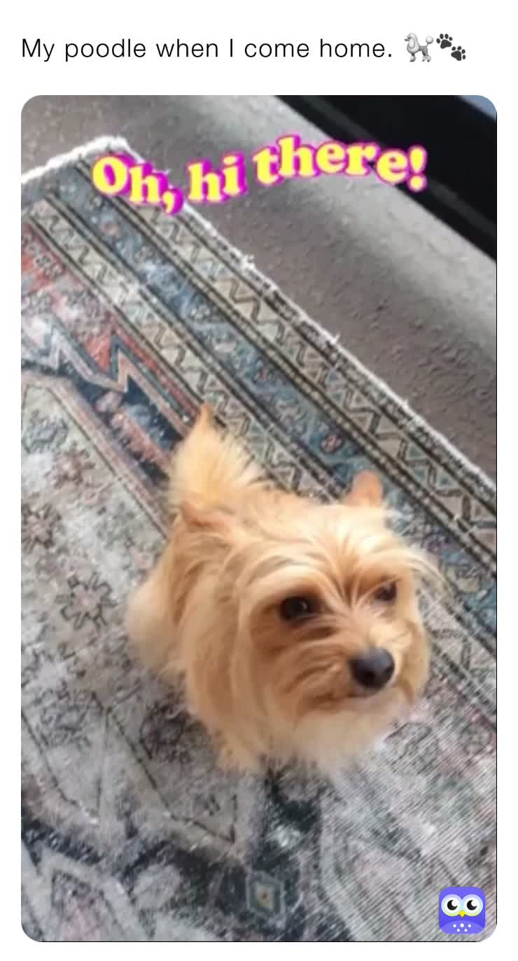 #PetMemes   #RelateableMemes