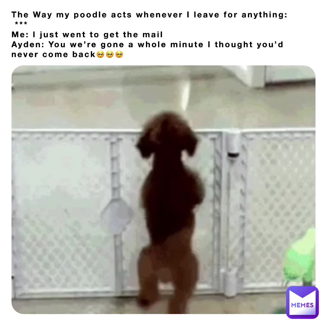 #Relateable  #DogMemes  #PetMemes
