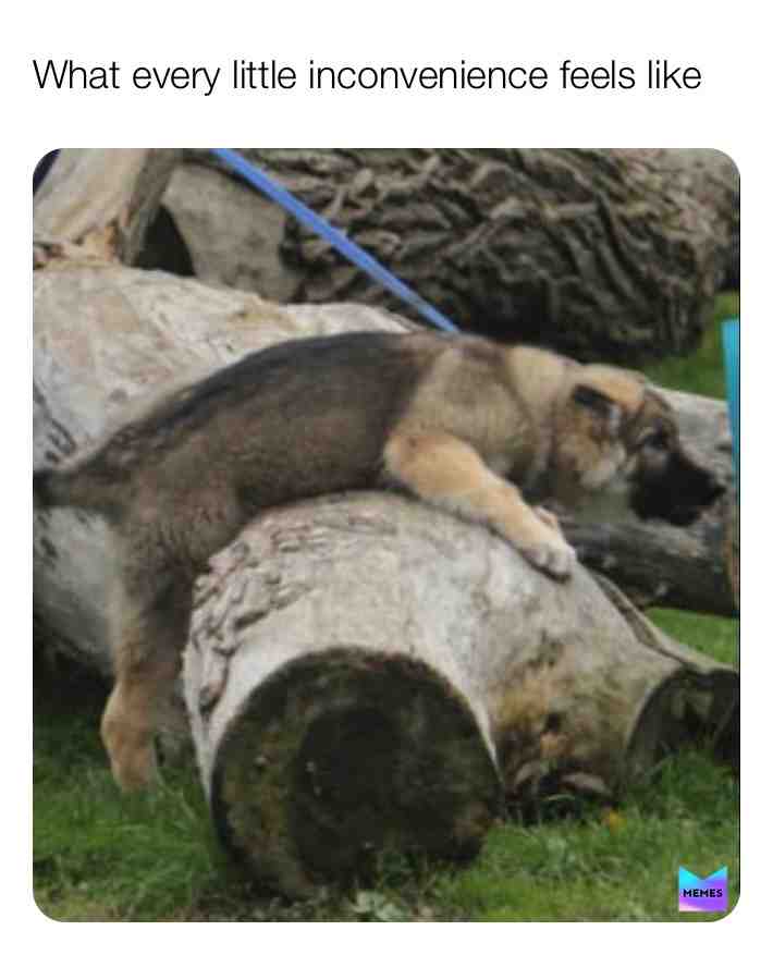 Why is this so true 
Follow our ig: @canine.memes 
 #memes  #dog  #friends  #cute  #funny