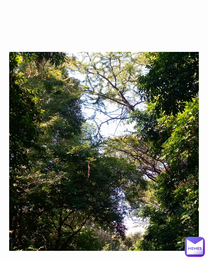 Meme by kingsmainamsstevemusic