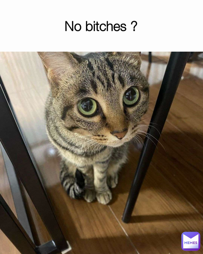 No bitches ?