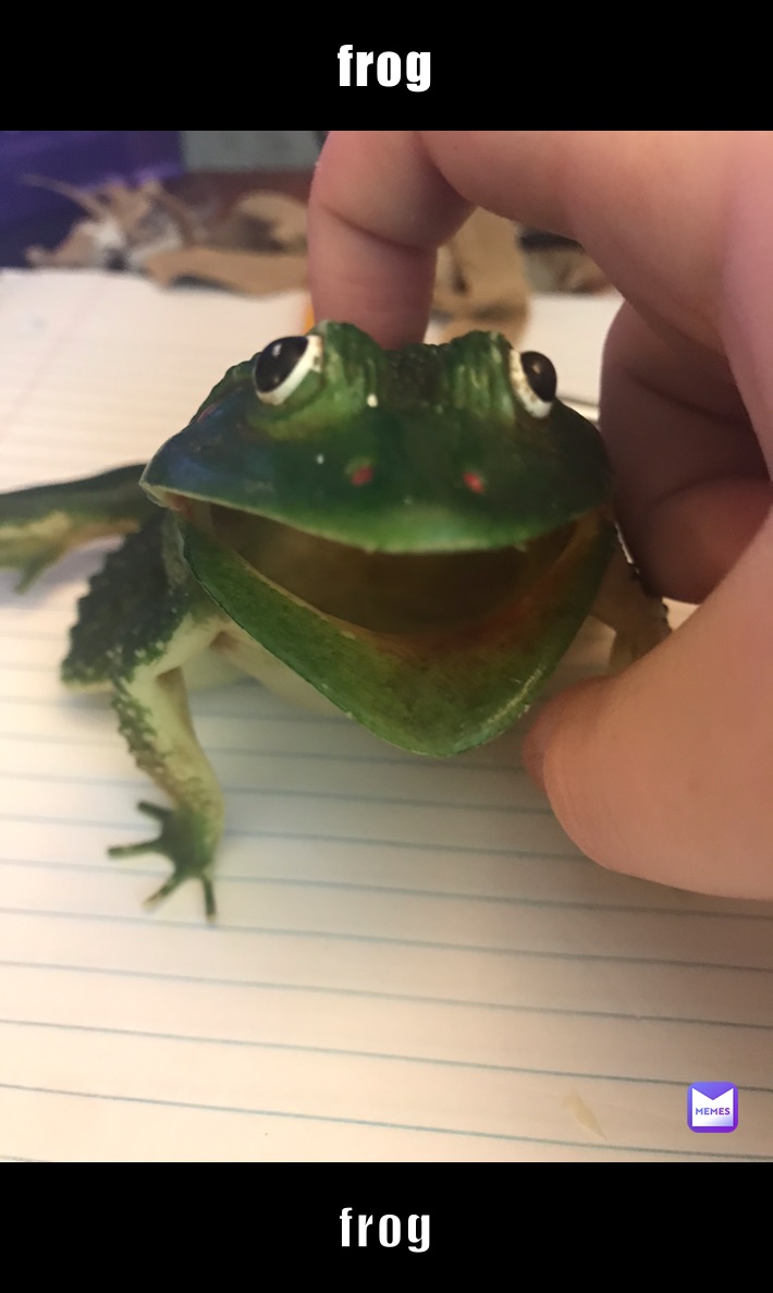 frog frog