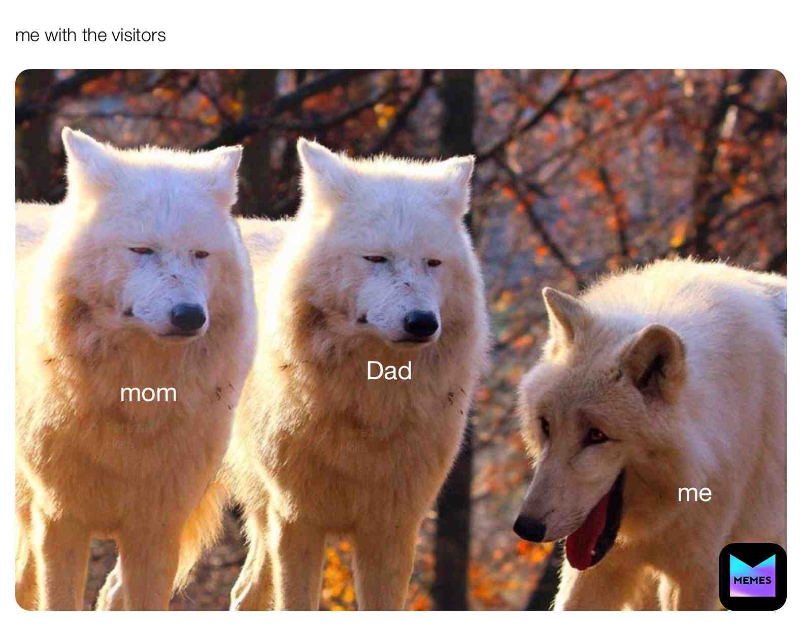 #animals #wolf #memes #like