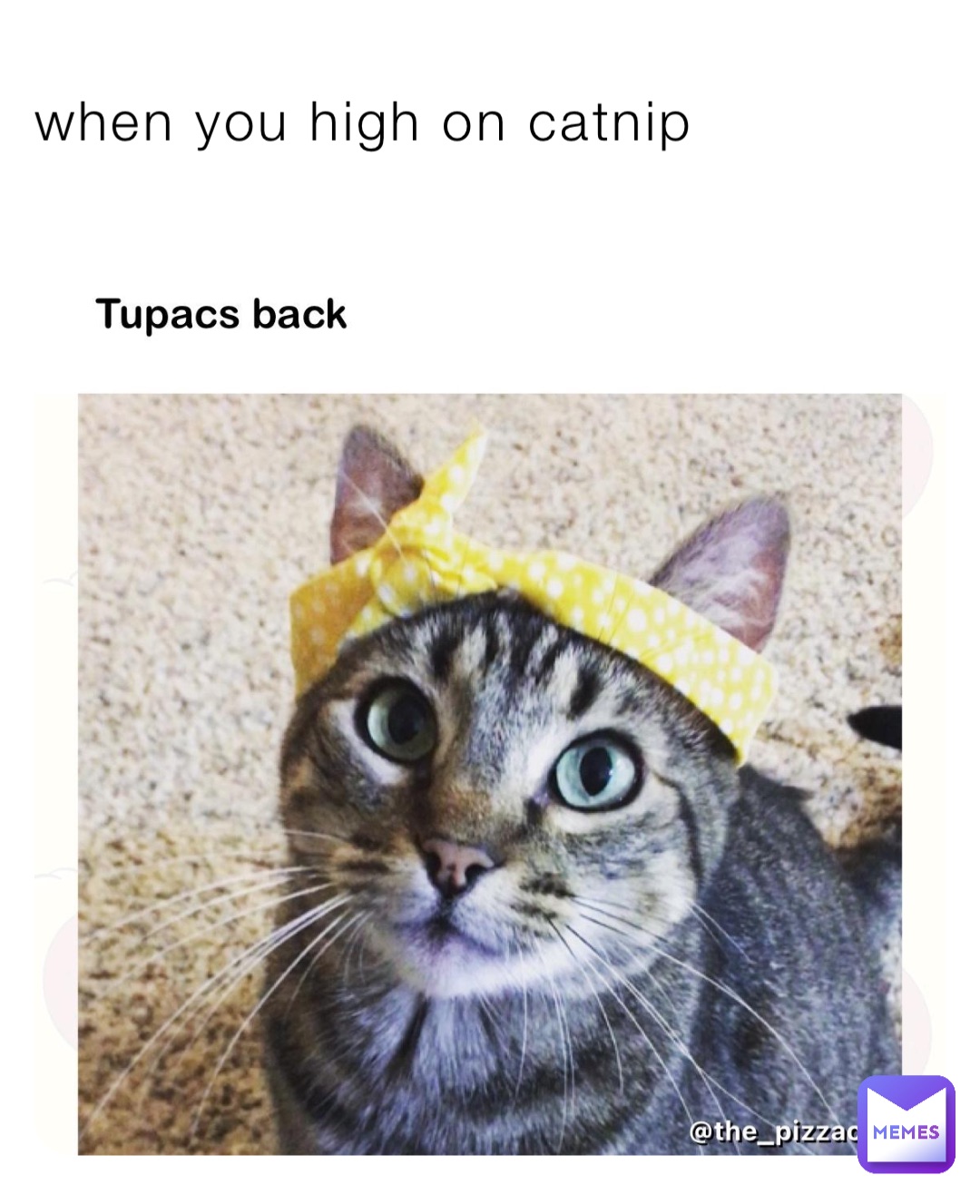 when you high on catnip