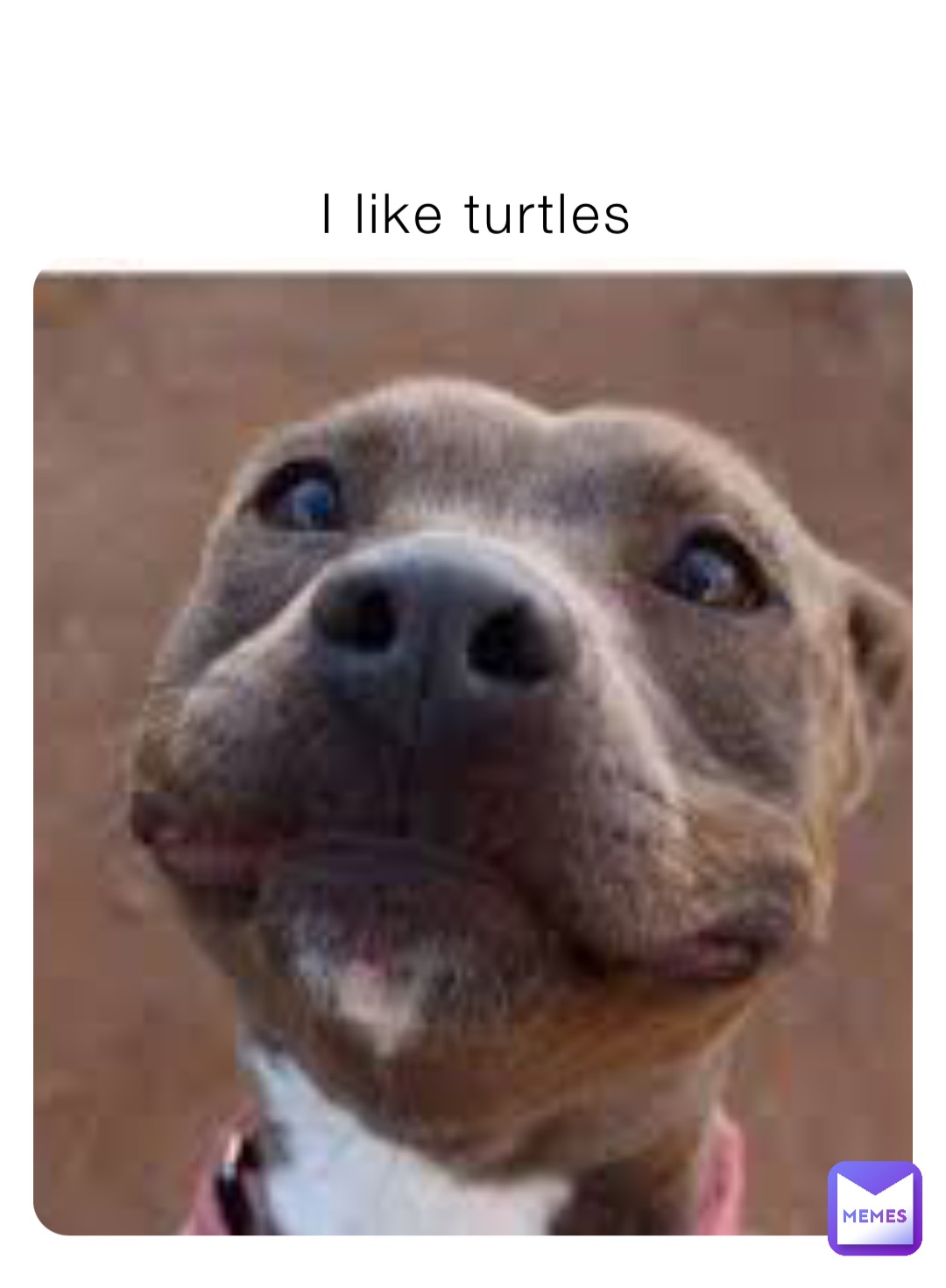 I like turtles