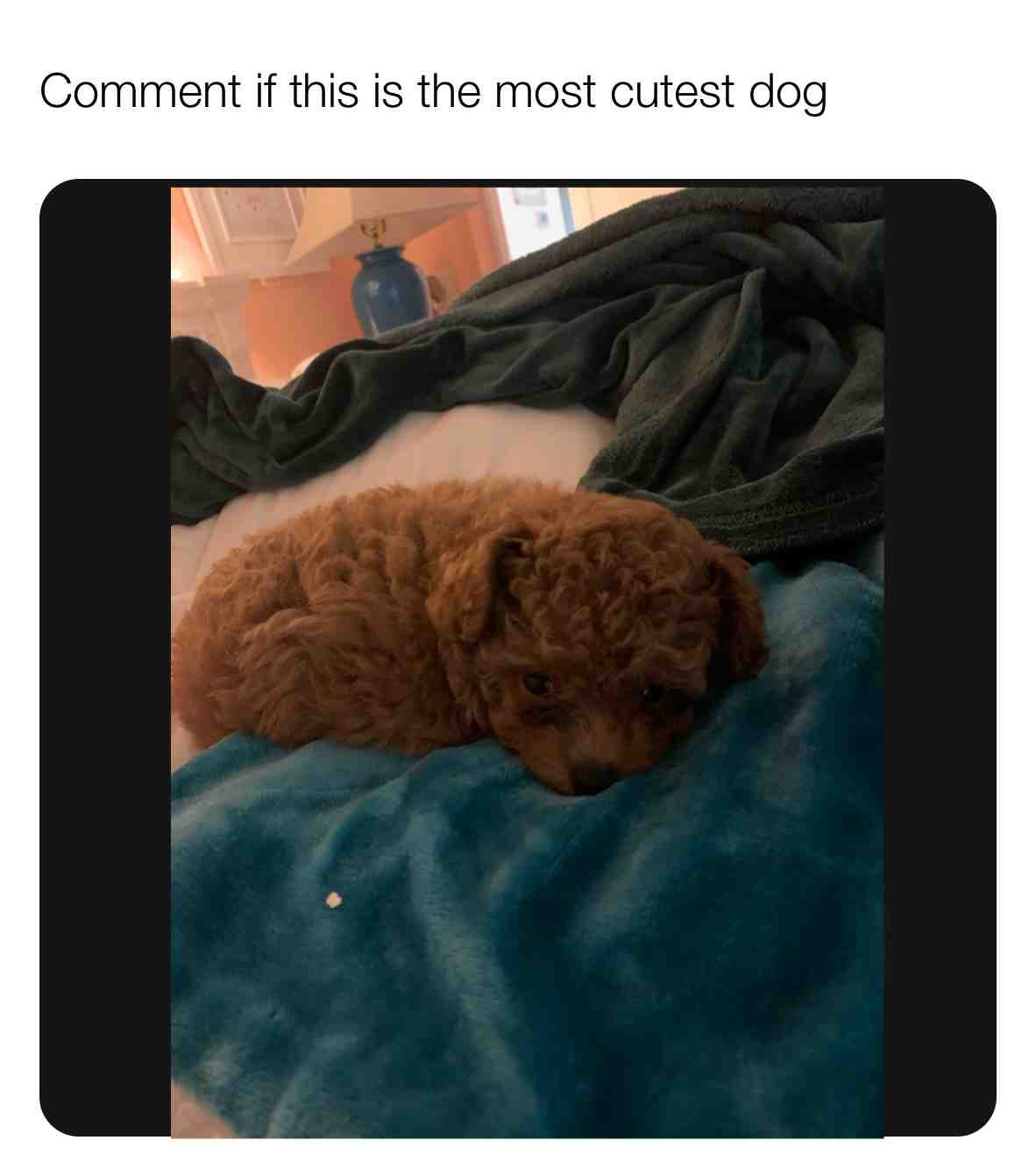 It’s so cute my dog