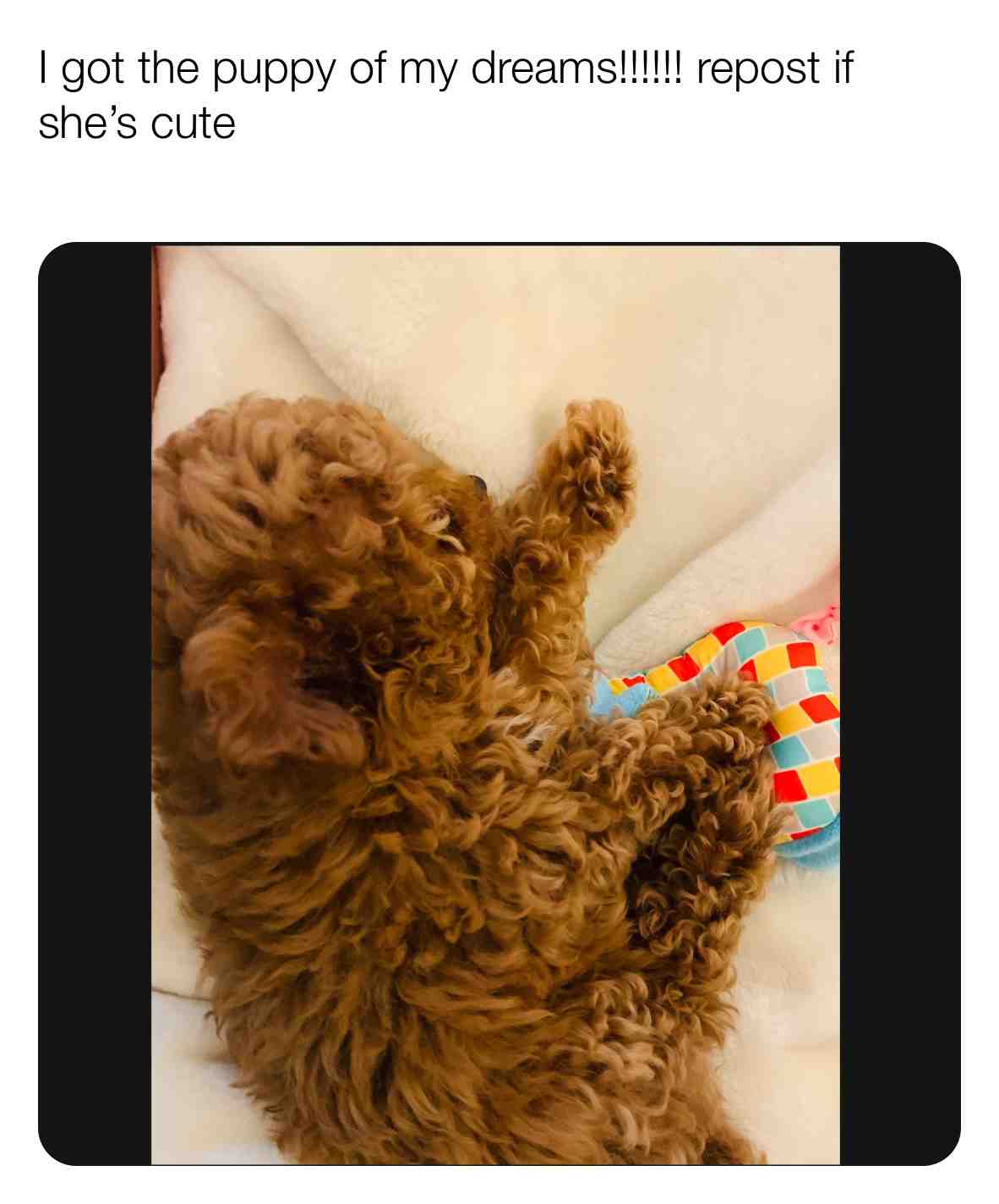  #lovethepuppys #ihatequarentine