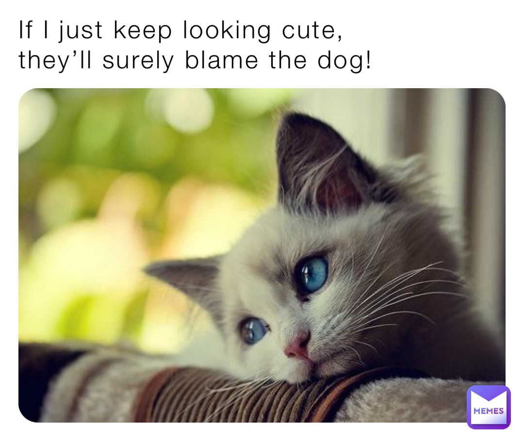 If I just keep looking cute,
they’ll surely blame the dog!
