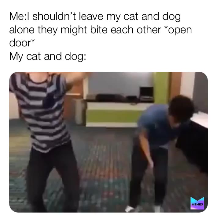 Srsly??:l  #memes  #funnymemes  #dogs  #dog  #doggo  #dogmemes  #cat  #cats  #catmemes  #pets  #pet  #petstagram