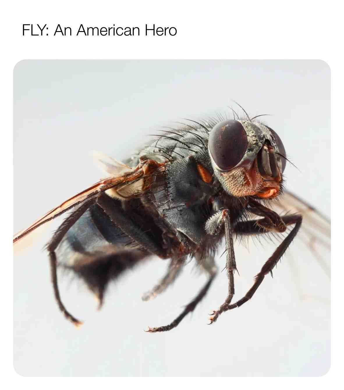 #trump2020  #bidenharris2020  #fucktrump  #kamalaharris  #vicepresidentdebate  #mikepence  #fuckPence