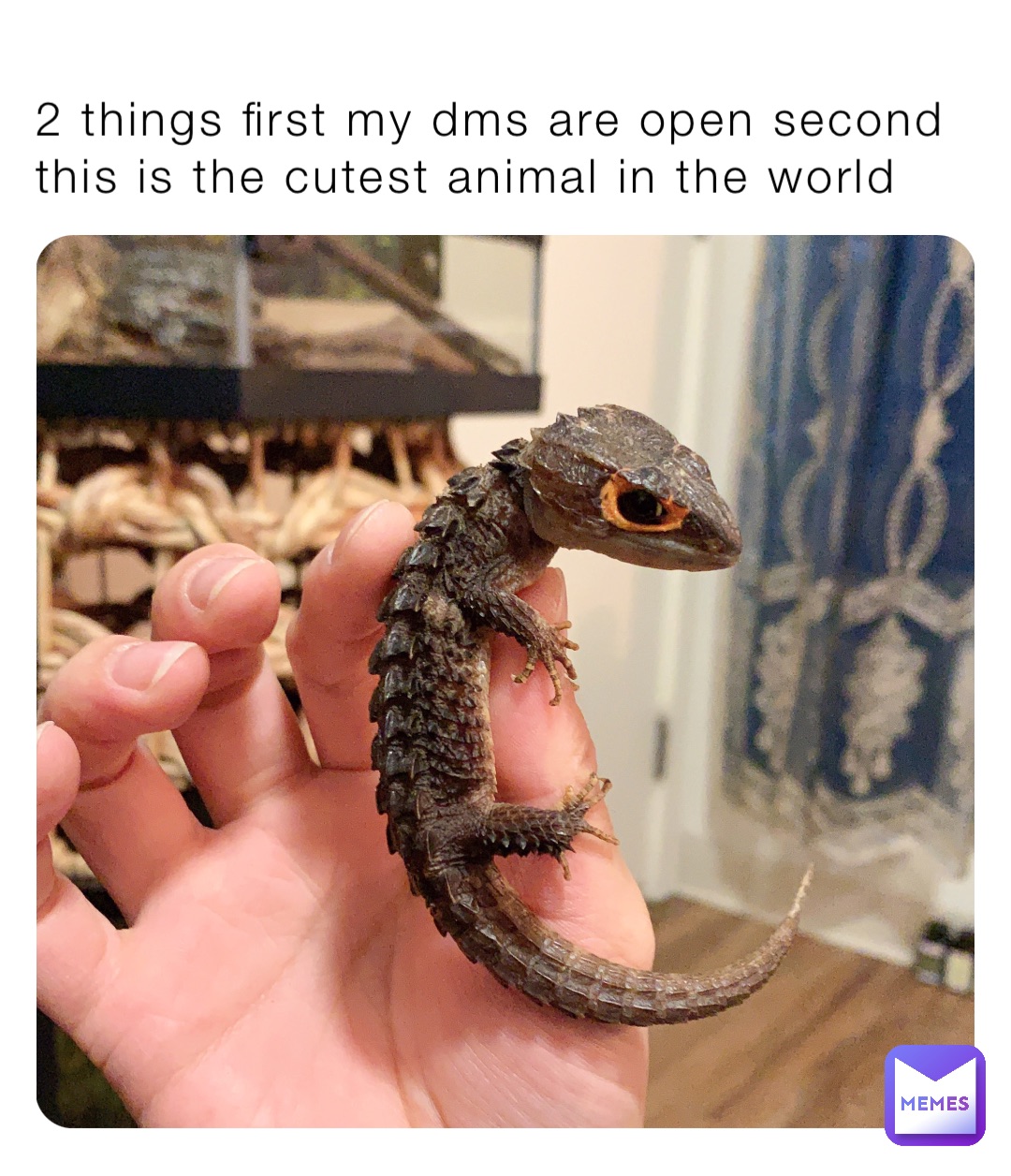 2 Things First My Dms Are Open Second This Is The Cutest Animal In The 2-things-first-my-dms-are-open-second-this-is-the-cutest-animal-in-the