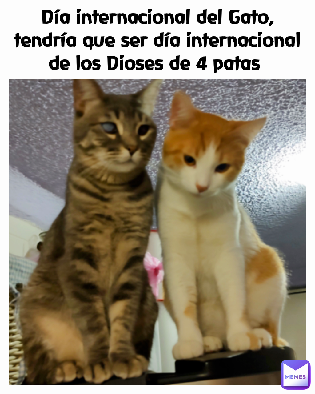 Día internacional del Gato, tendría que ser día internacional de los Dioses de 4 patas 
