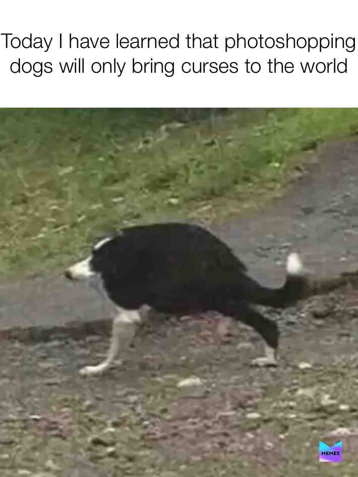 Blurred doggo #cursedimages #doggo #cursed