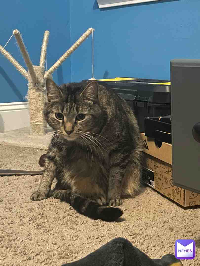 have my cat memes