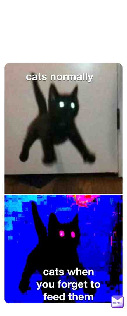 remember my ender cat?