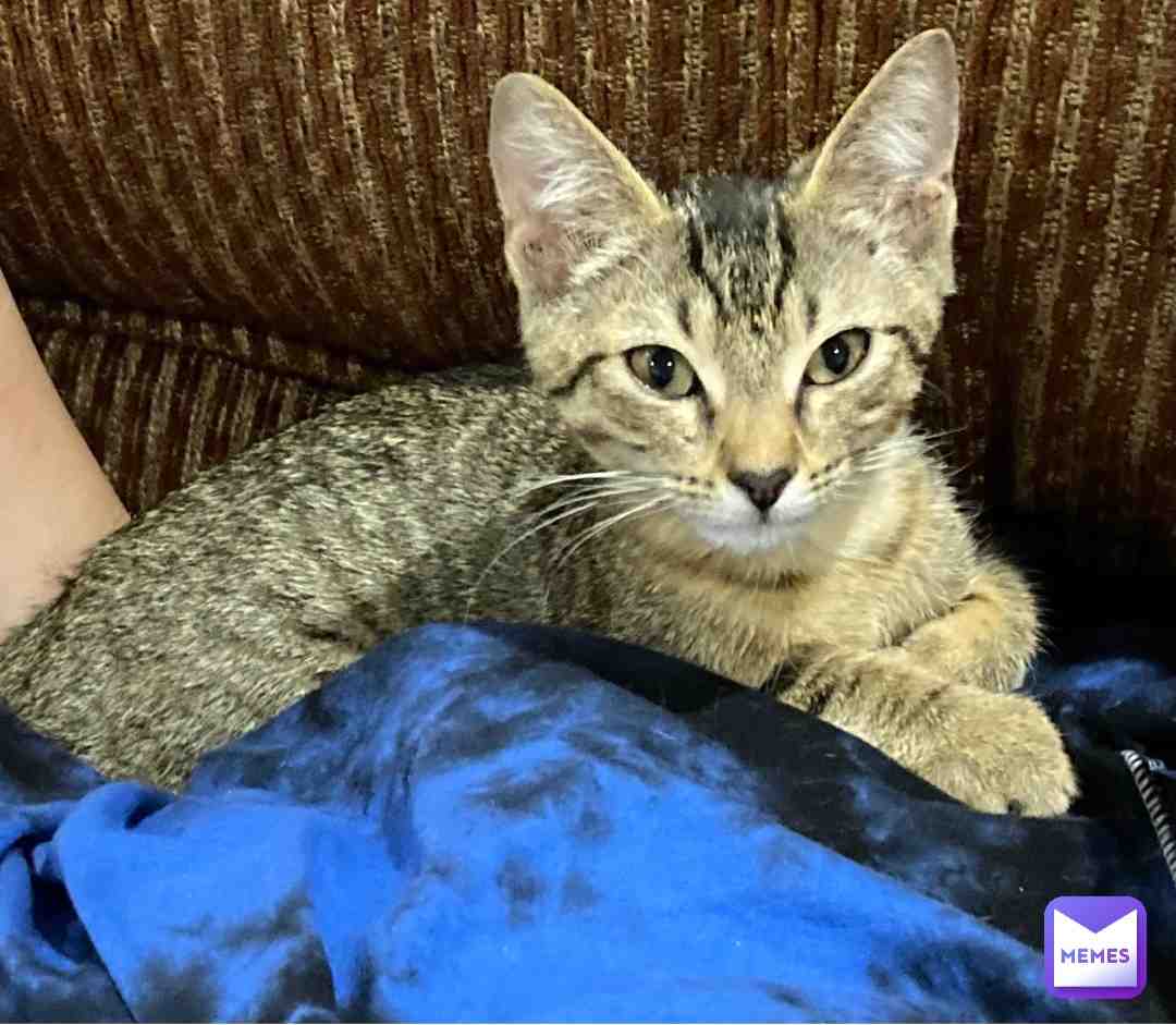 we got a new kitten!