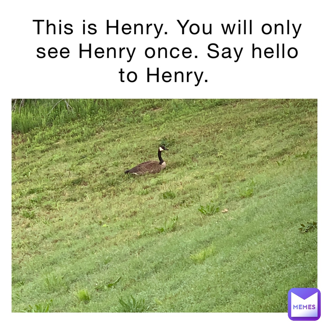 This is Henry. You will only see Henry once. Say hello to Henry.