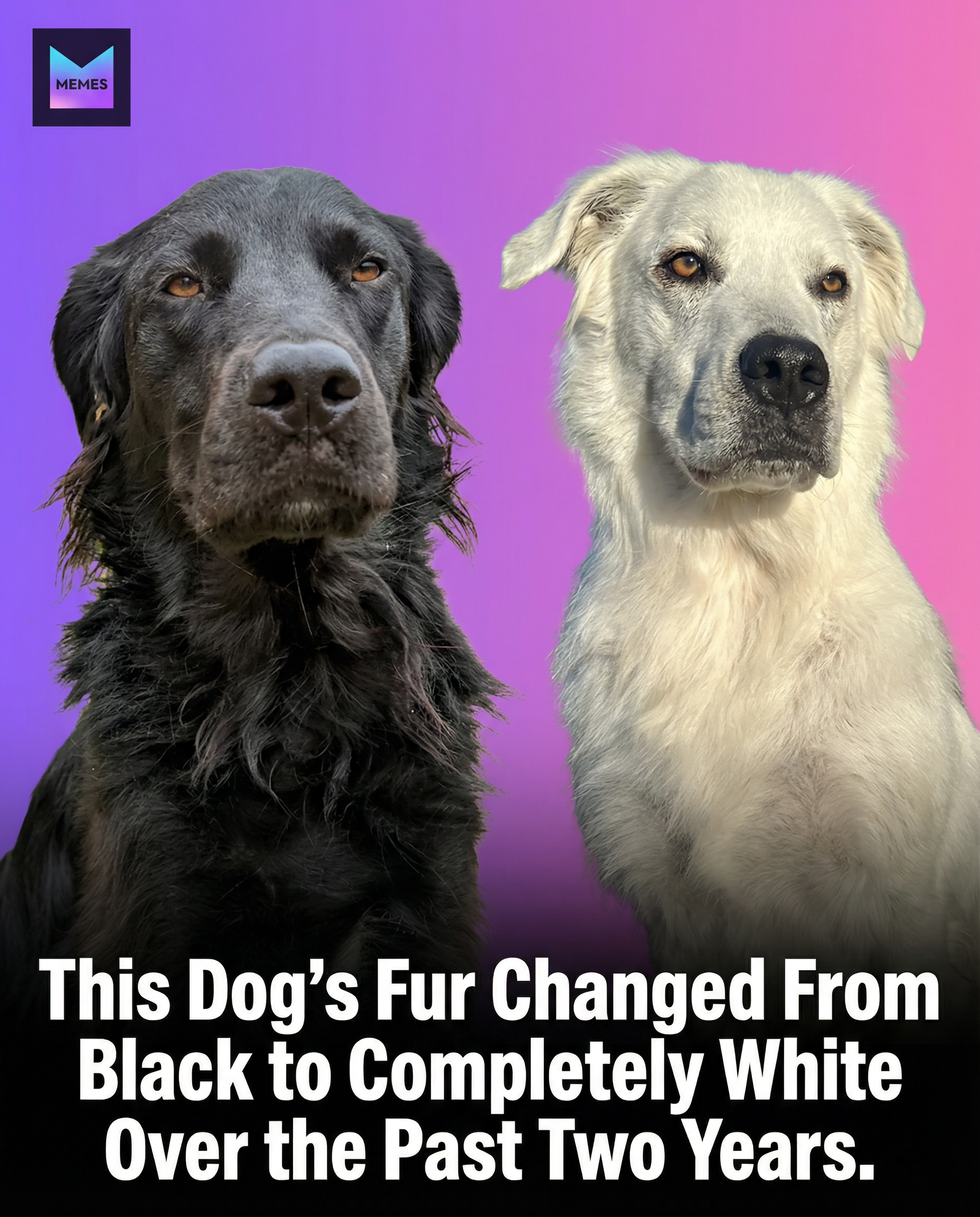 Meme by rac_beyondlimits