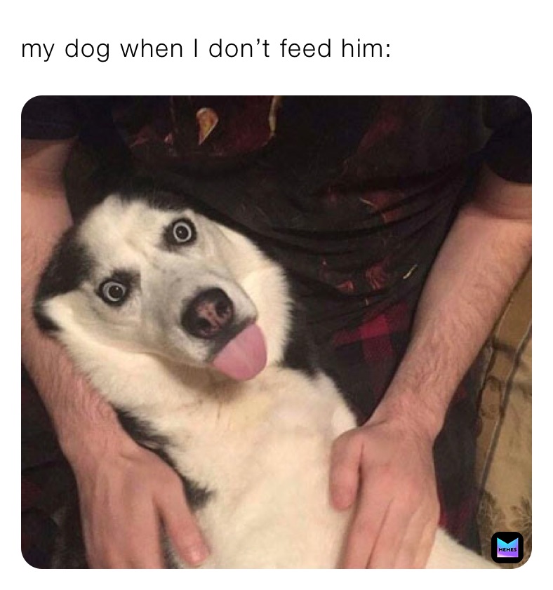 my dog when I don’t feed him: