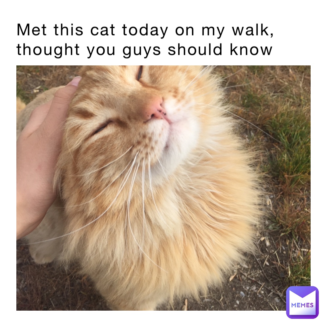 Met this cat today on my walk, thought you guys should know