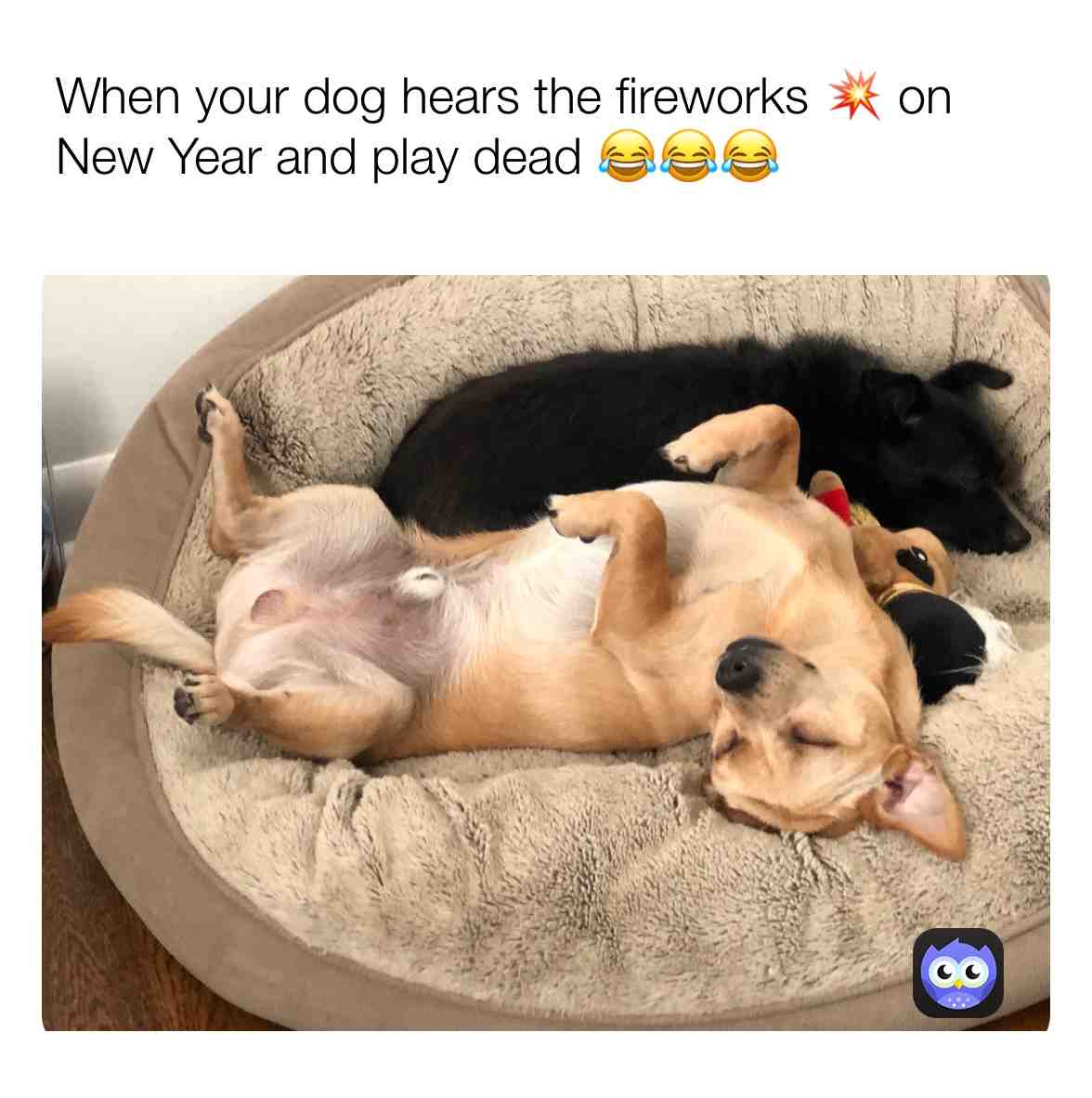 #dogs