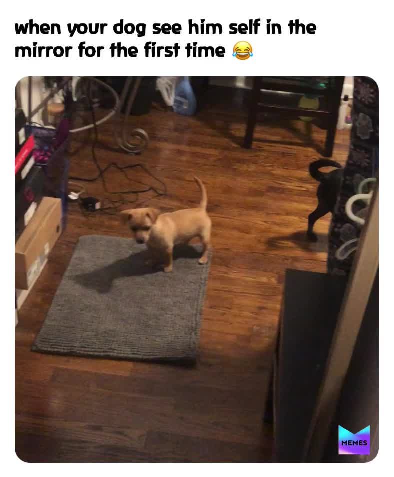 Meme shared by @Gabiko