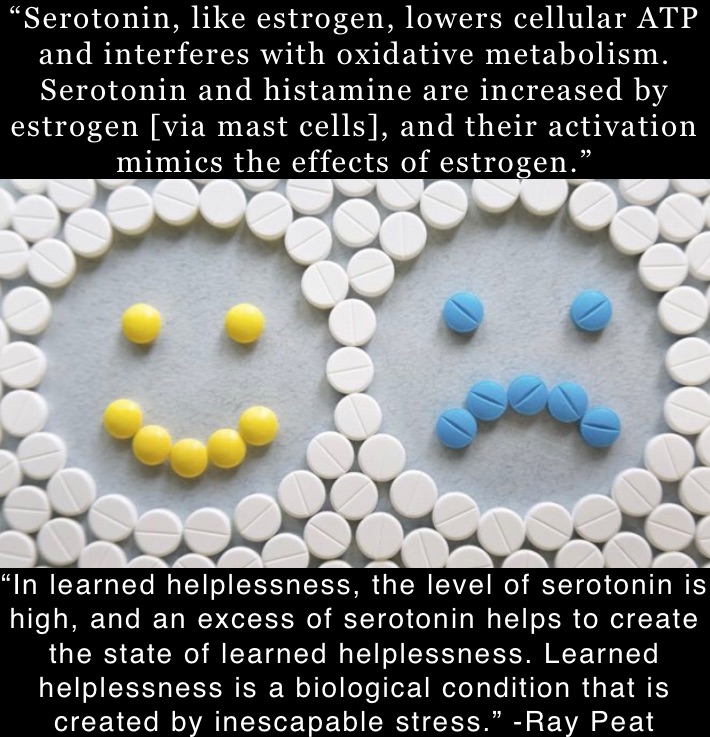 “Serotonin, like estrogen, lowers cellular ATP and interferes with oxidative metabolism. Serotonin and histamine are increased by estrogen [via mast cells], and their activation mimics the effects of estrogen.” “In learned helplessness, the level of serotonin is high, and an excess of serotonin helps to create the state of learned helplessness. Learned helplessness is a biological condition that is created by inescapable stress.” -Ray Peat