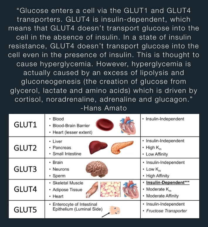 “Glucose enters a cell via the GLUT1 and GLUT4 transporters. GLUT4 is insulin-dependent, which means that GLUT4 doesn’t transport glucose into the cell in the absence of insulin. In a state of insulin resistance, GLUT4 doesn’t transport glucose into the cell even in the presence of insulin. This is thought to cause hyperglycemia. However, hyperglycemia is actually caused by an excess of lipolysis and gluconeogenesis (the creation of glucose from glycerol, lactate and amino acids) which is driven by cortisol, noradrenaline, adrenaline and glucagon.” -Hans Amato