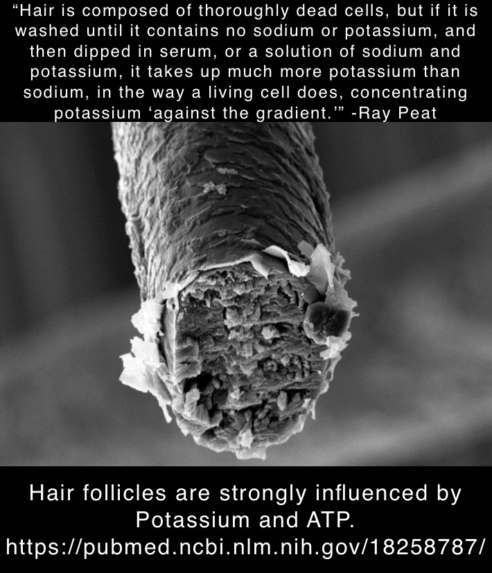 “Hair is composed of thoroughly dead cells, but if it is washed until it contains no sodium or potassium, and then dipped in serum, or a solution of sodium and potassium, it takes up much more potassium than sodium, in the way a living cell does, concentrating potassium ‘against the gradient.’” -Ray Peat Hair follicles are strongly influenced by Potassium and ATP. 
https://pubmed.ncbi.nlm.nih.gov/18258787/