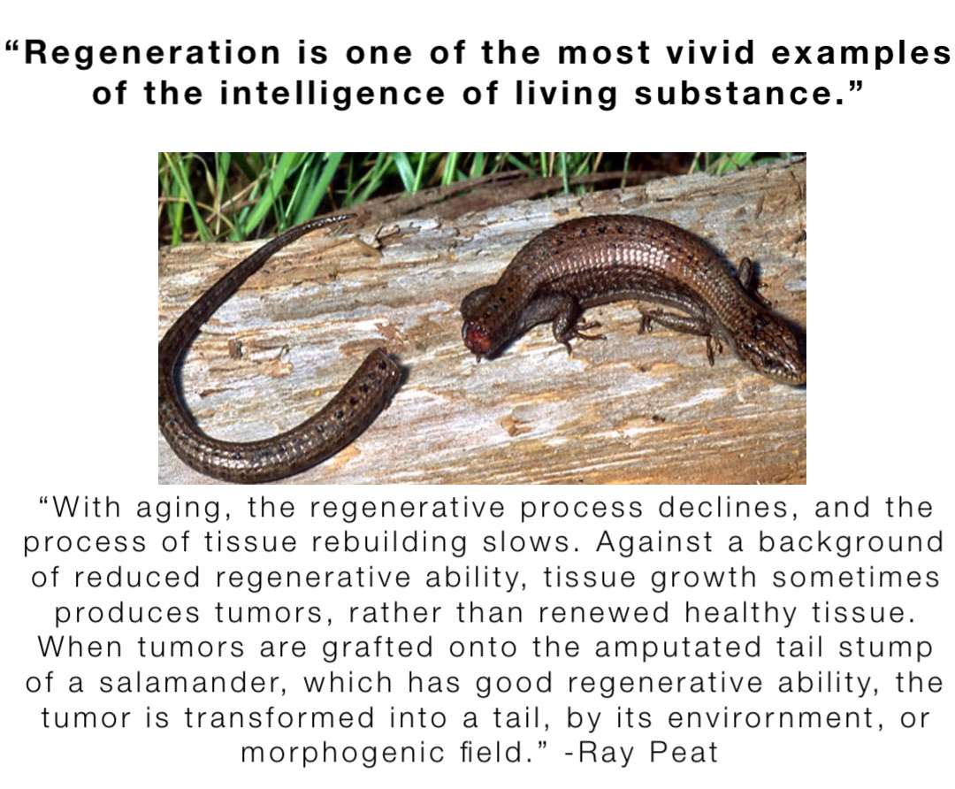 “Regeneration is one of the most vivid examples of the intelligence of living substance.” “With aging, the regenerative process declines, and the process of tissue rebuilding slows. Against a background of reduced regenerative ability, tissue growth sometimes produces tumors, rather than renewed healthy tissue. When tumors are grafted onto the amputated tail stump of a salamander, which has good regenerative ability, the tumor is transformed into a tail, by its envirornment, or morphogenic field.” -Ray Peat