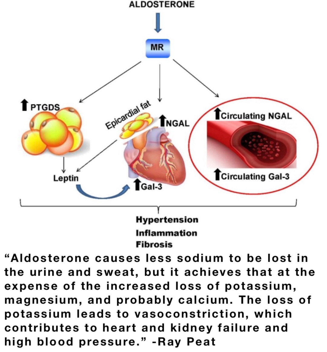 “Aldosterone causes less sodium to be lost in the urine and sweat, but it achieves that at the expense of the increased loss of potassium, magnesium, and probably calcium. The loss of potassium leads to vasoconstriction, which contributes to heart and kidney failure and high blood pressure.” -Ray Peat