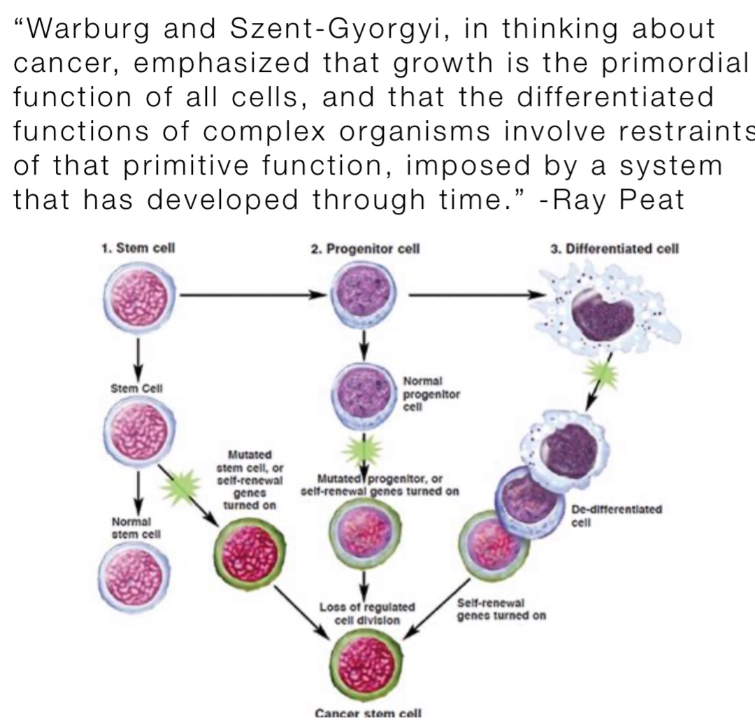 “Warburg and Szent-Gyorgyi, in thinking about cancer, emphasized that growth is the primordial function of all cells, and that the differentiated functions of complex organisms involve restraints of that primitive function, imposed by a system that has developed through time.” -Ray Peat