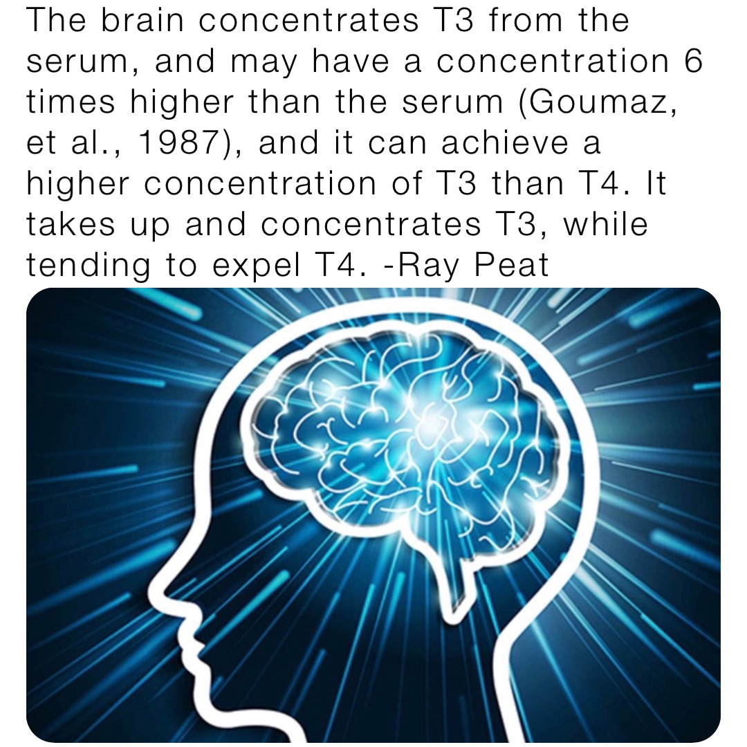 The brain concentrates T3 from the serum, and may have a concentration 6 times higher than the serum (Goumaz, et al., 1987), and it can achieve a higher concentration of T3 than T4. It takes up and concentrates T3, while tending to expel T4. -Ray Peat