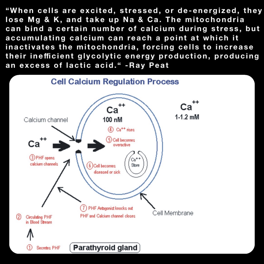 “When cells are excited, stressed, or de-energized, they lose Mg & K, and take up Na & Ca. The mitochondria can bind a certain number of calcium during stress, but accumulating calcium can reach a point at which it inactivates the mitochondria, forcing cells to increase their inefficient glycolytic energy production, producing an excess of lactic acid.“ -Ray Peat