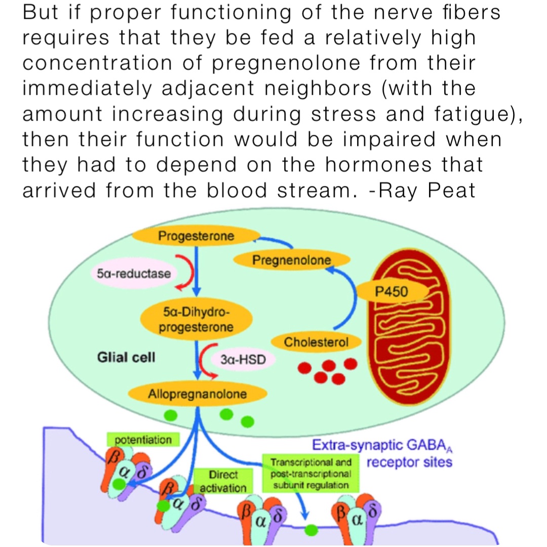 But if proper functioning of the nerve fibers requires that they be fed a relatively high concentration of pregnenolone from their immediately adjacent neighbors (with the amount increasing during stress and fatigue), then their function would be impaired when they had to depend on the hormones that arrived from the blood stream. -Ray Peat