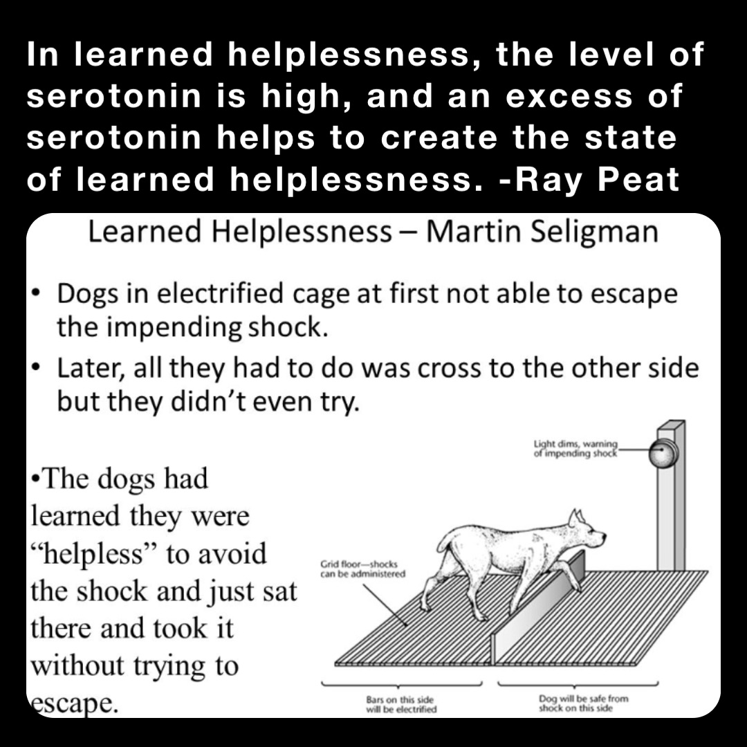 In learned helplessness, the level of serotonin is high, and an excess of serotonin helps to create the state of learned helplessness. -Ray Peat