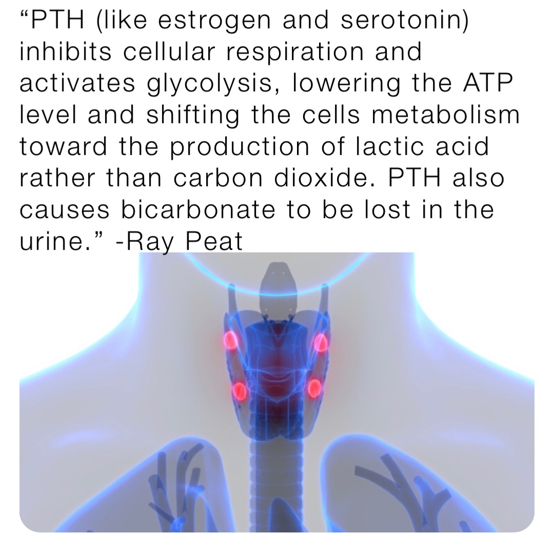 “PTH (like estrogen and serotonin) inhibits cellular respiration and activates glycolysis, lowering the ATP level and shifting the cells metabolism toward the production of lactic acid rather than carbon dioxide. PTH also causes bicarbonate to be lost in the urine.” -Ray Peat