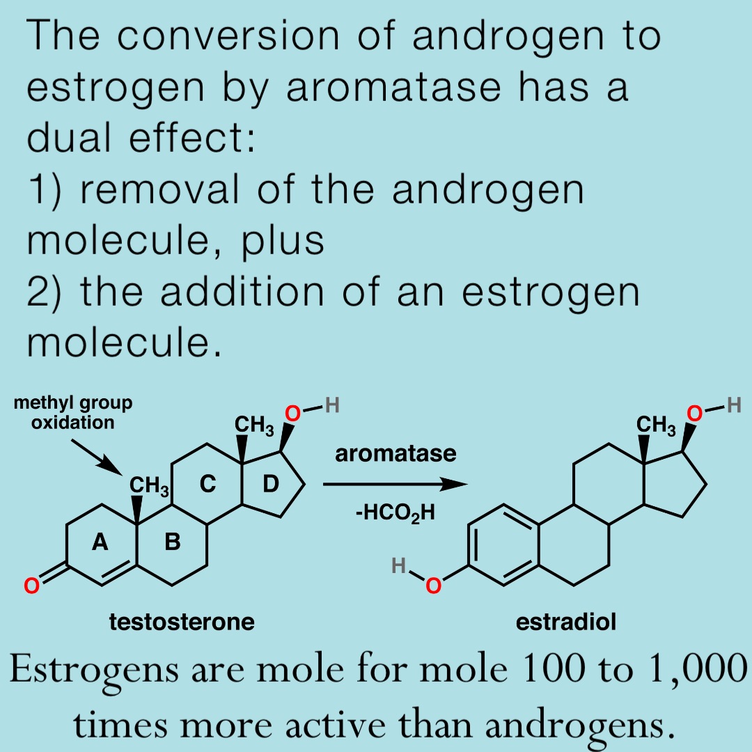 The conversion of androgen to estrogen by aromatase has a dual effect: 
1) removal of the androgen molecule, plus 
2) the addition of an estrogen molecule. Estrogens are mole for mole 100 to 1,000 times more active than androgens.