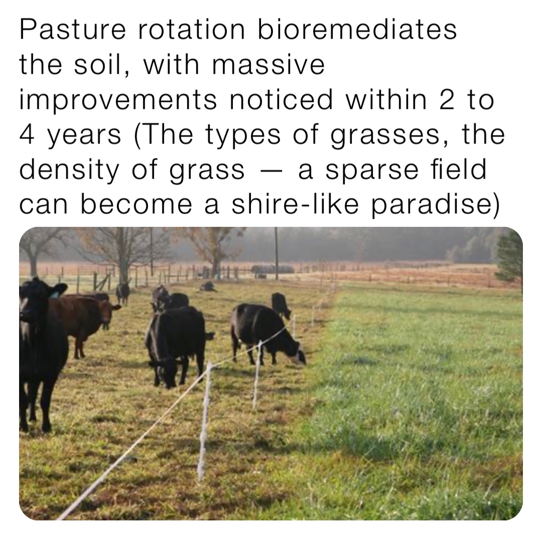 Pasture rotation bioremediates the soil, with massive improvements noticed within 2 to 4 years (The types of grasses, the density of grass — a sparse field can become a shire-like paradise)